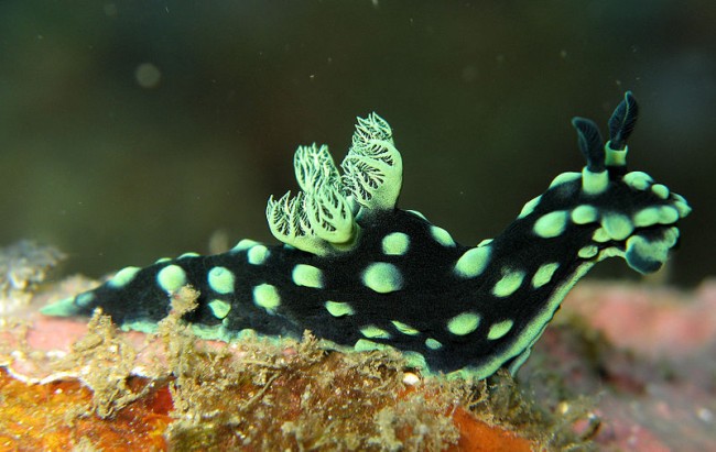 800px-Nembrotha cristata 2