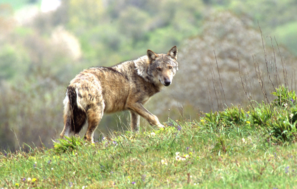 Lupo in Sassoferrato