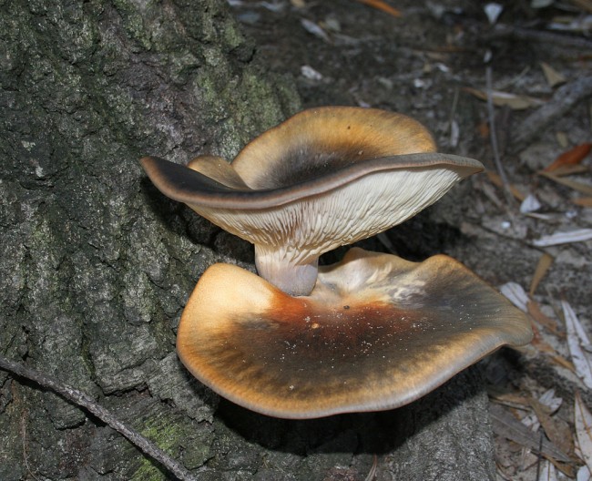 Omphalotus nidiformis-darker