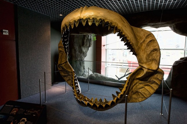 1280px-Megalodon jaws on display at the National Baltimore Aquarium