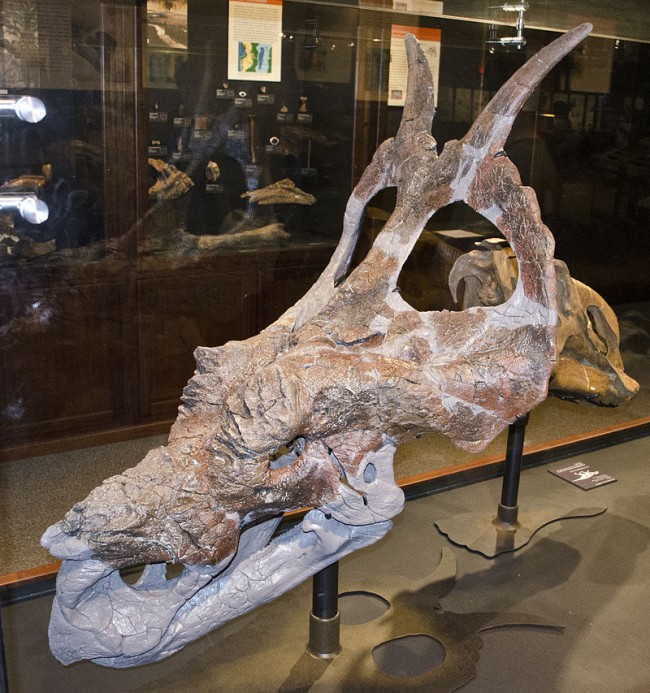 Achelousaurus holotype (1)