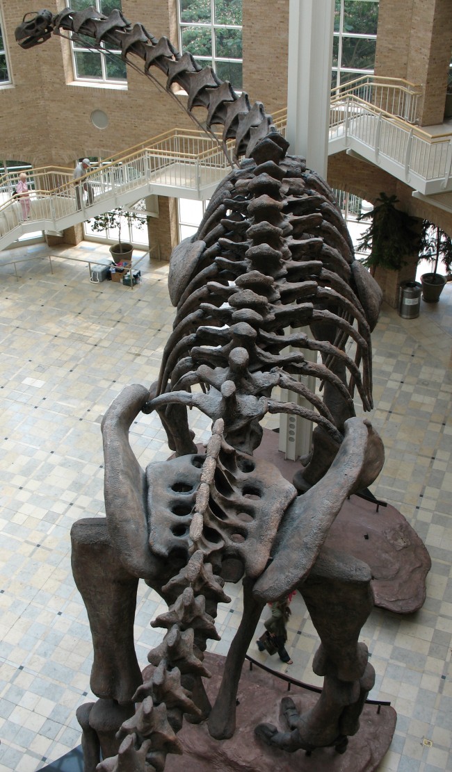 wiki02 Argentinosaurus