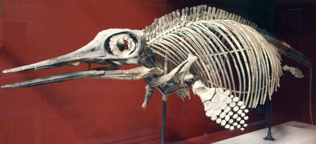 1280px-OphthalmosaurusIcenius-NaturalHistoryMuseum-August23-08