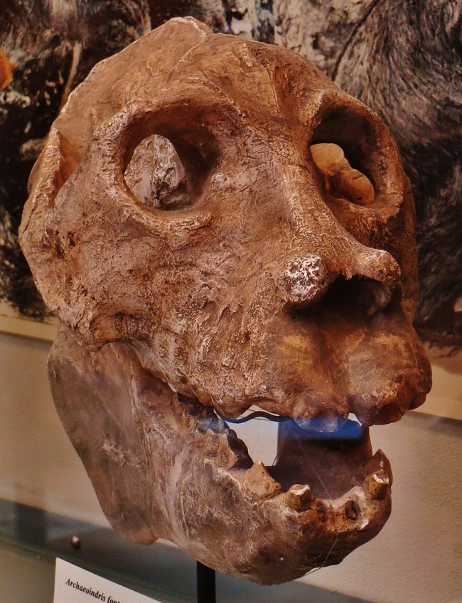 827px-Archaeoindris fontoynonti skull 58