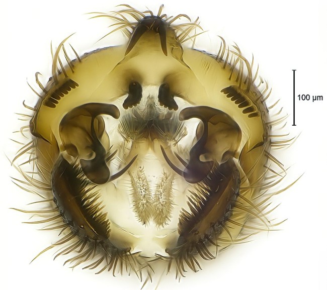 teadusfotod 810px-Clastobasis loici male terminalia posterior view