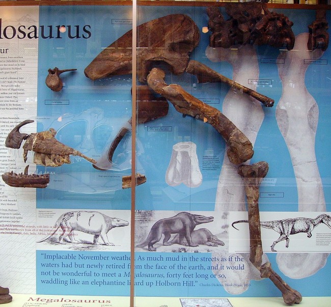 1163px-Megalosaurus display