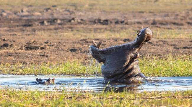 Hipopótamos (Hippopotamus amphibius), parque nacional de Chobe, Botsuana, 2018-07-28, DD 79