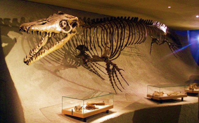 1737px-Mosasaurus hoffmannii - skeleton