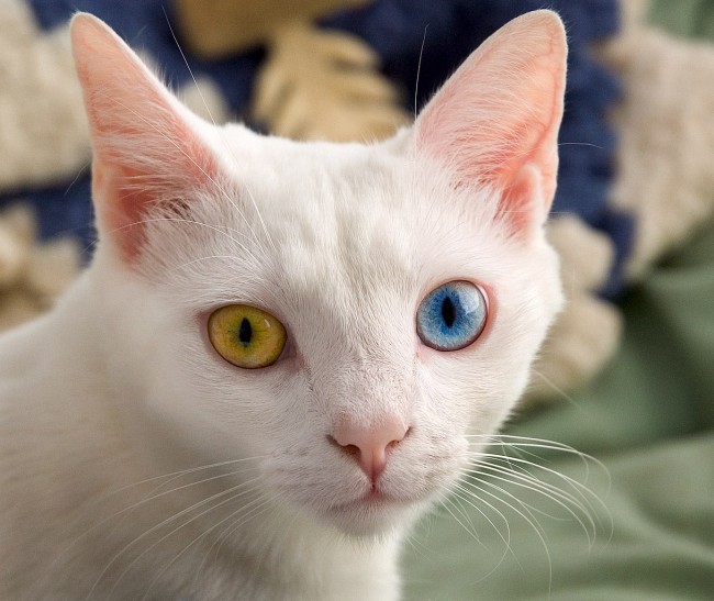 June odd-eyed-cat cropped