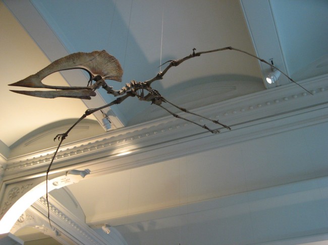 1440px-Pterosaur flying around - panoramio