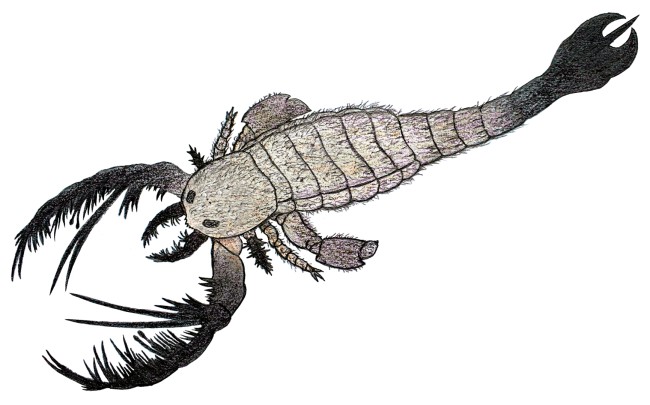1732px-Megalograptus color reconstruction