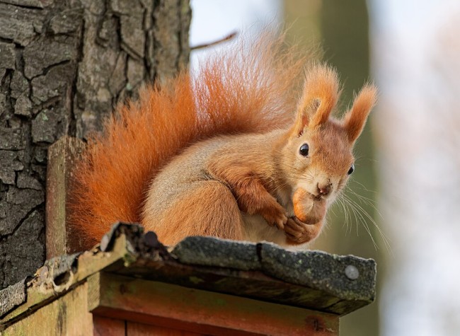 Wiewiórka w Parku Bednarskiego w Krakowie, 20241117 0903 2741