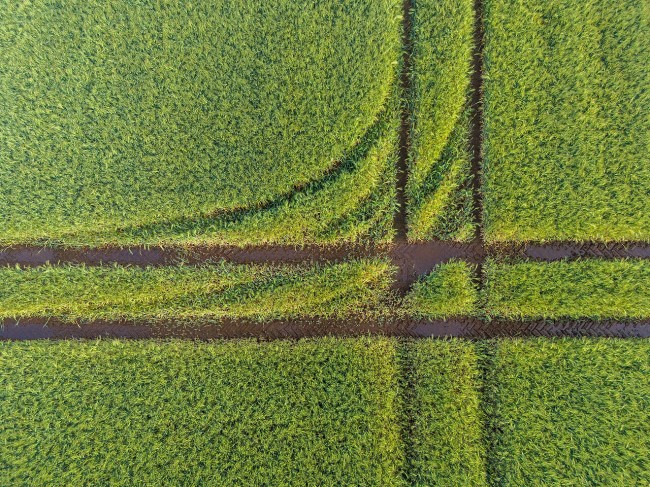 Dülmen, Kirchspiel, Dernekamp, Getreidefeld -- 2024 -- 0003