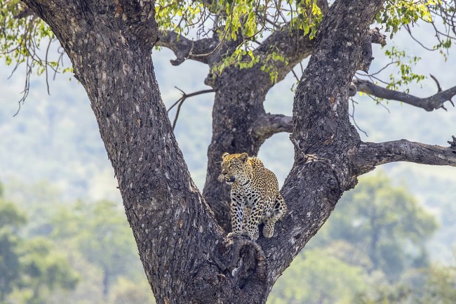 Leopard (Panthera pardus pardus) young female Kruger 2