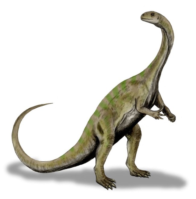 Massospondylus BW
